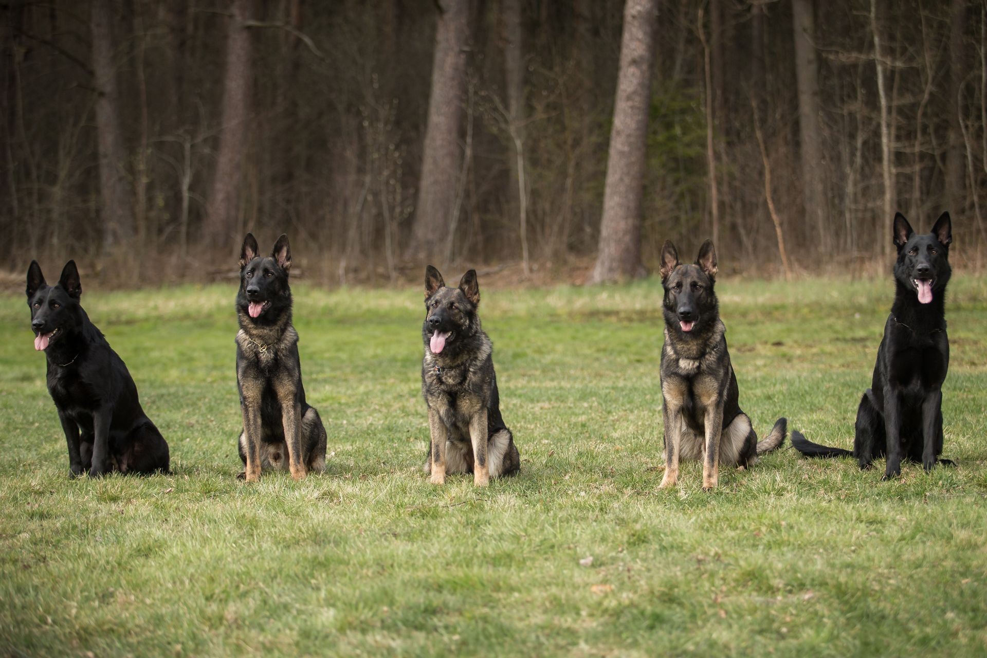 Five working line German shepherds sitting in line